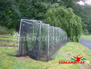 guacamallas used for care in the garden