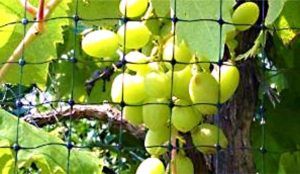 bird netting on trees