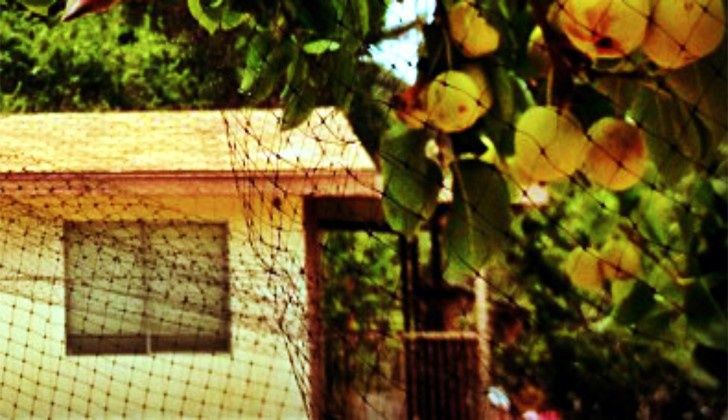 Peach tree covered with anti-bird netting for fruit protection