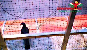 bird net protecting home