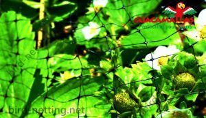 guacamalla net used in garden