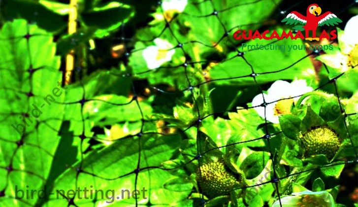 Strawberry plants flowers and fruits protected against damage with anti-bird netting
