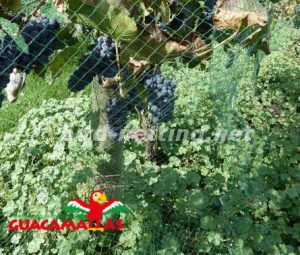 grapes crops with bird net