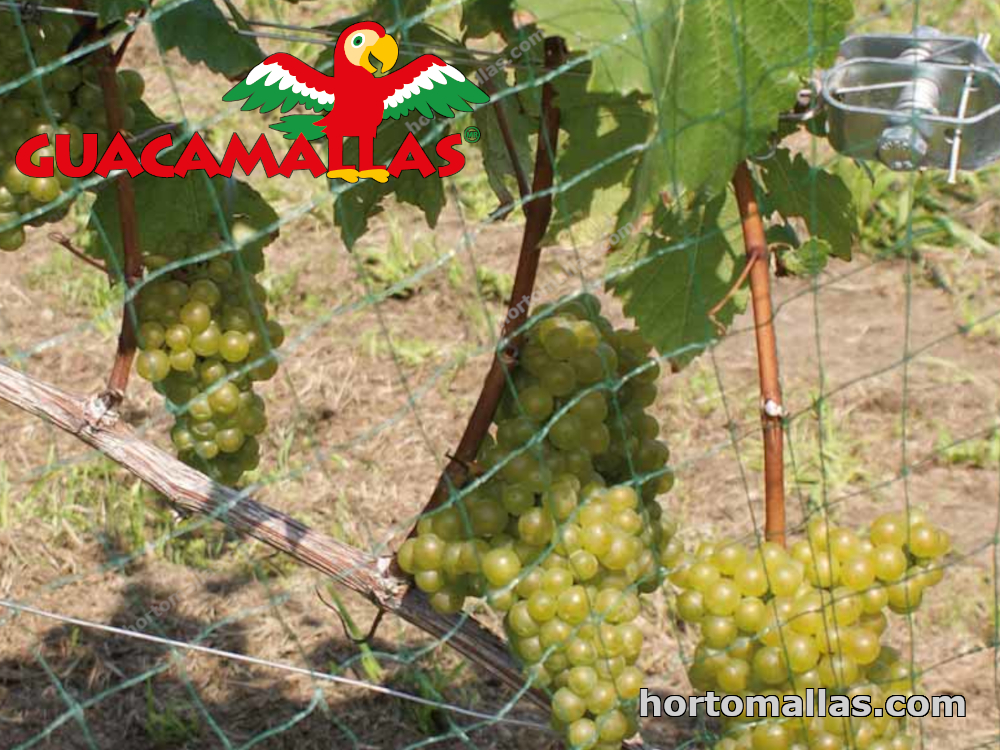 Guacamallas net protecting grapes against the birds attack